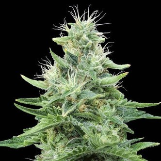 Gorilla Candy (Eva Seeds) feminizowane