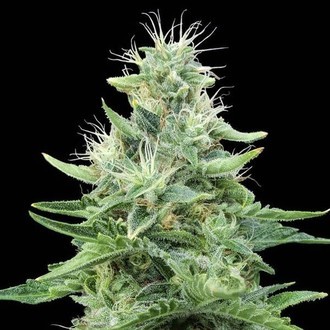Gorilla Candy (Eva Seeds) feminizowane