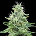 Gorilla Candy (Eva Seeds) feminizowane