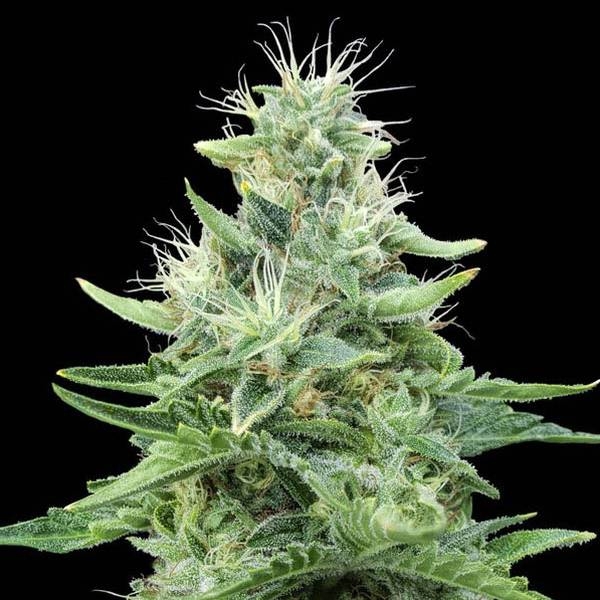 Gorilla Candy (Eva Seeds) feminizowane