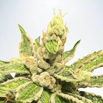 Mamacita’s Cookies (Ministry of Cannabis) feminizowane