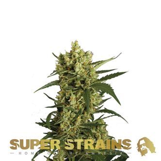Crackers (Super Strains) feminizowane