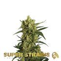 Crackers (Super Strains) feminizowane