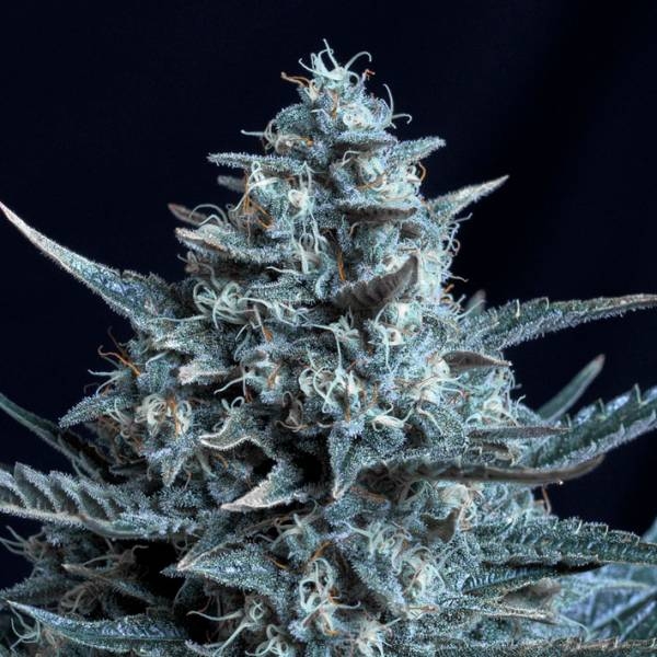 Blubonik (Genehtik Seeds) feminizowane