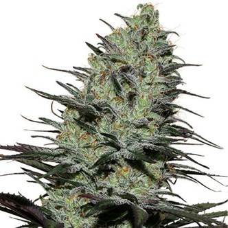 Morpheus (Buddha Seeds) feminizowane