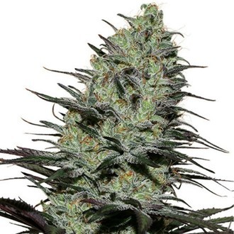 Morpheus (Buddha Seeds) feminizowane