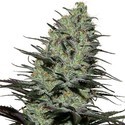 Morpheus (Buddha Seeds) feminizowane