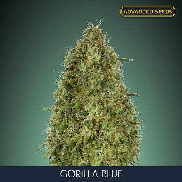 Gorilla Blue (Advanced Seeds) feminizowane