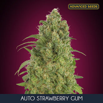 Auto Strawberry Gum (Advanced Seeds) feminizowane