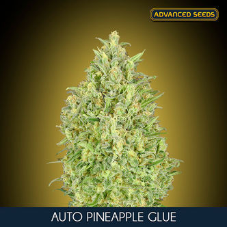Auto Pineapple Glue (Advanced Seeds) nasiona marihuany feminizowane