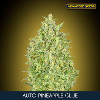 Auto Pineapple Glue (Advanced Seeds) nasiona marihuany feminizowane