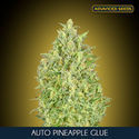 Auto Pineapple Glue (Advanced Seeds) nasiona marihuany feminizowane