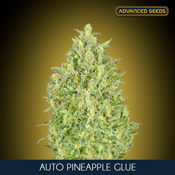 Auto Pineapple Glue (Advanced Seeds) nasiona marihuany feminizowane