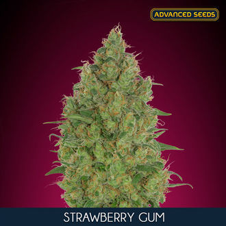 Strawberry Gum (Advanced Seeds) feminizowane