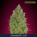 Strawberry Gum (Advanced Seeds) feminizowane