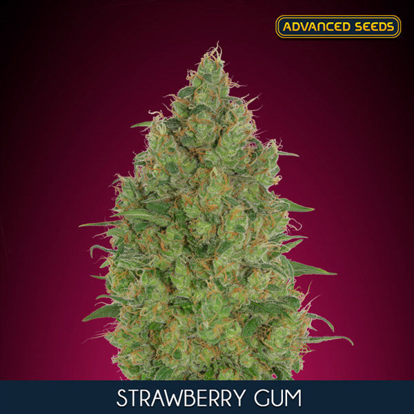 Strawberry Gum (Advanced Seeds) feminizowane