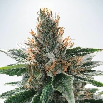 God's Glue (Ministry Of Cannabis) feminizowane