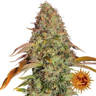 Zkittlez OG Automat (Barney's Farm) feminizowane