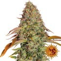 Zkittlez OG Automat (Barney's Farm) feminizowane