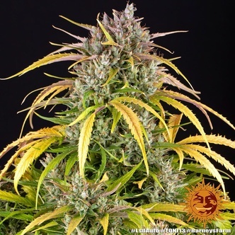 LSD Automat (Barney's Farm) feminizowane