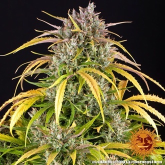 LSD Automat (Barney's Farm) feminizowane