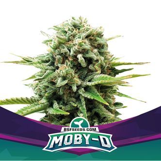 Moby-D (BSF Seeds) feminizowane