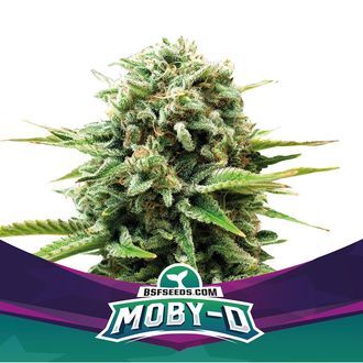 Moby-D (BSF Seeds) feminizowane