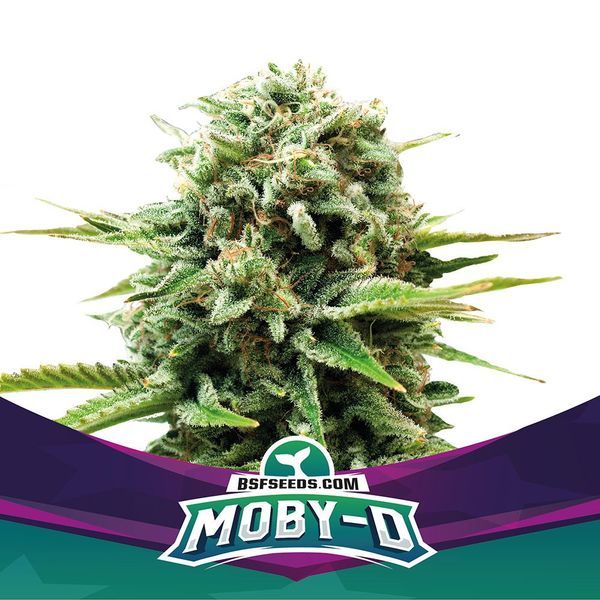 Moby-D (BSF Seeds) feminizowane