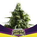 Super Lemon Haze (BSF Seeds) feminizowane