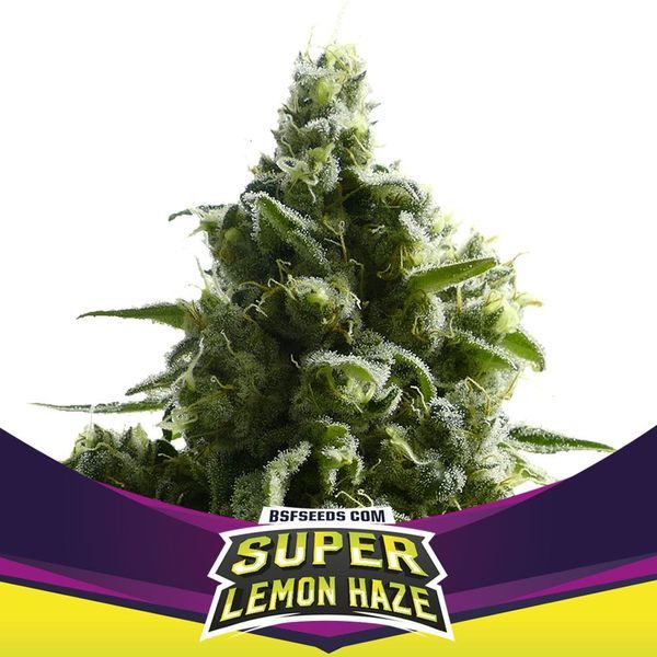 Super Lemon Haze (BSF Seeds) feminizowane
