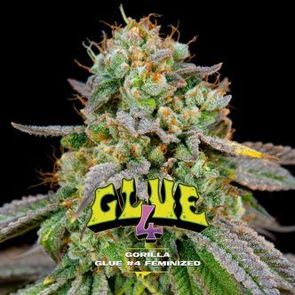 GG#4 (BSF Seeds) Nasiona feminizowane