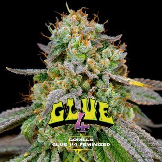 GG#4 (BSF Seeds) Nasiona feminizowane