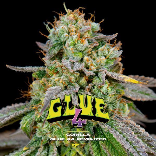 GG#4 (BSF Seeds) Nasiona feminizowane