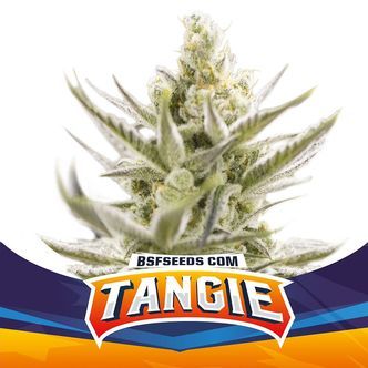 Tangie XXL Automat (BSF Seeds) feminizowane