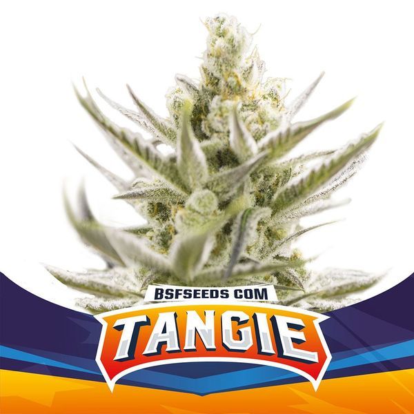 Tangie XXL Automat (BSF Seeds) feminizowane