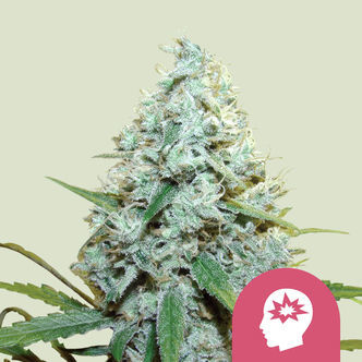 AMG - Amnesia Mac Ganja (Royal Queen Seeds) feminizowane