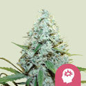 AMG - Amnesia Mac Ganja (Royal Queen Seeds) feminizowane