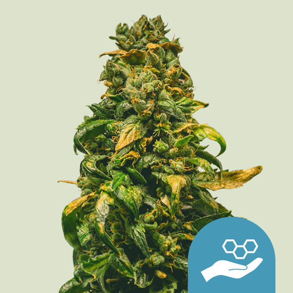 Solomatic CBD (Royal Queen Seeds) feminizowane