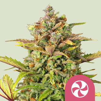 Sweet ZZ (Royal Queen Seeds) feminizowane