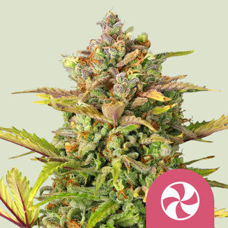 Sweet ZZ (Royal Queen Seeds) feminizowane