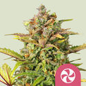 Sweet ZZ (Royal Queen Seeds) feminizowane