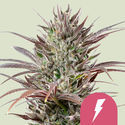 North Thunderfuck (Royal Queen Seeds) feminizowane