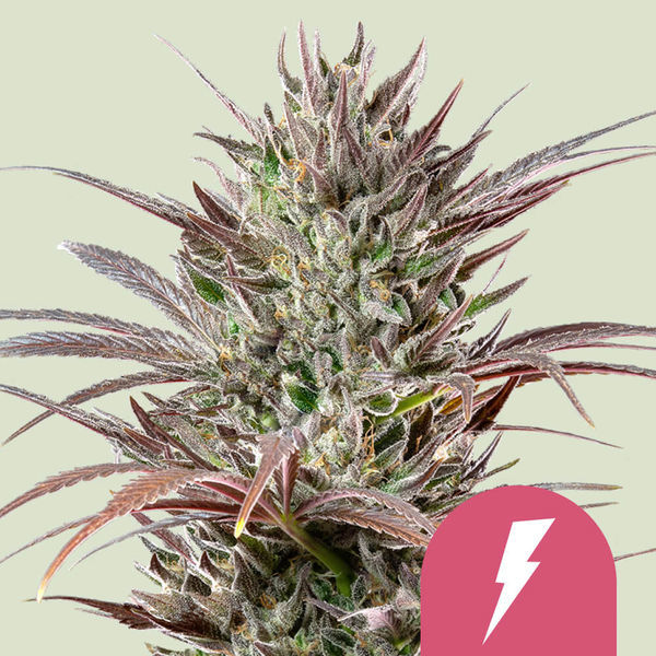North Thunderfuck (Royal Queen Seeds) feminizowane