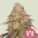 Legendary OG Punch (Royal Queen Seeds) feminizowane