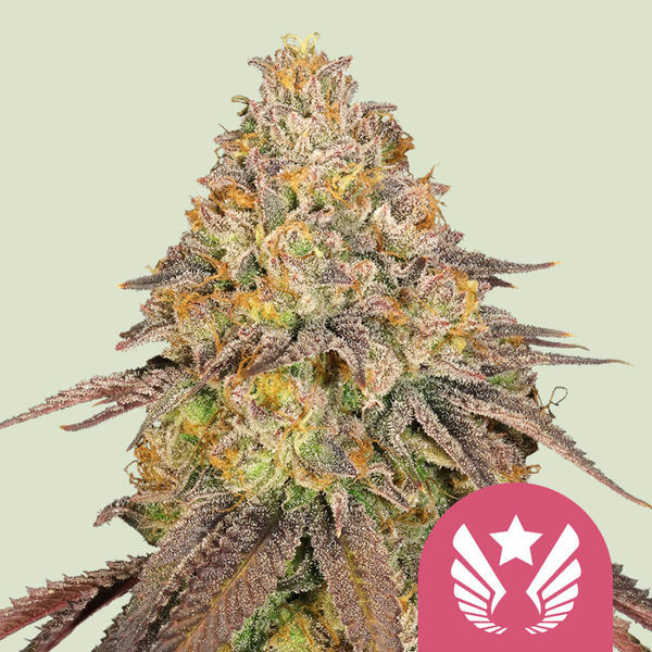 Legendary OG Punch (Royal Queen Seeds) feminizowane