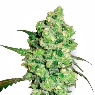 Super Skunk (White Label) feminizowane