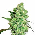 Super Skunk (White Label) feminizowane