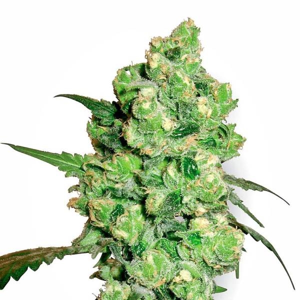 Super Skunk (White Label) feminizowane