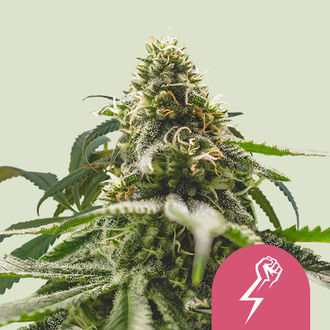 Green Crack Punch (Royal Queen Seeds) feminizowane