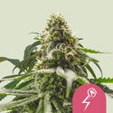 Green Crack Punch (Royal Queen Seeds) feminizowane